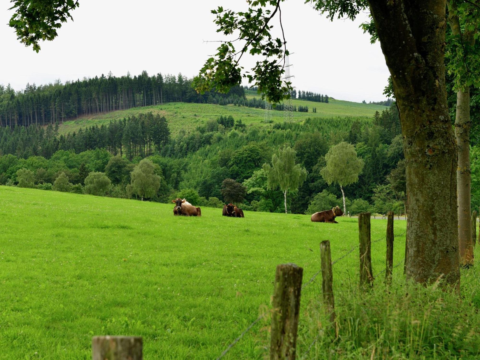 Cozy Holiday Home With Wifi In Hochsauerland Elpe Esterno foto